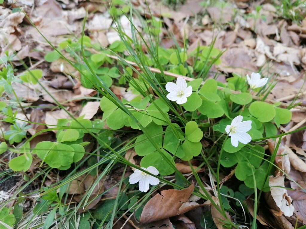 Wald Sauerklee