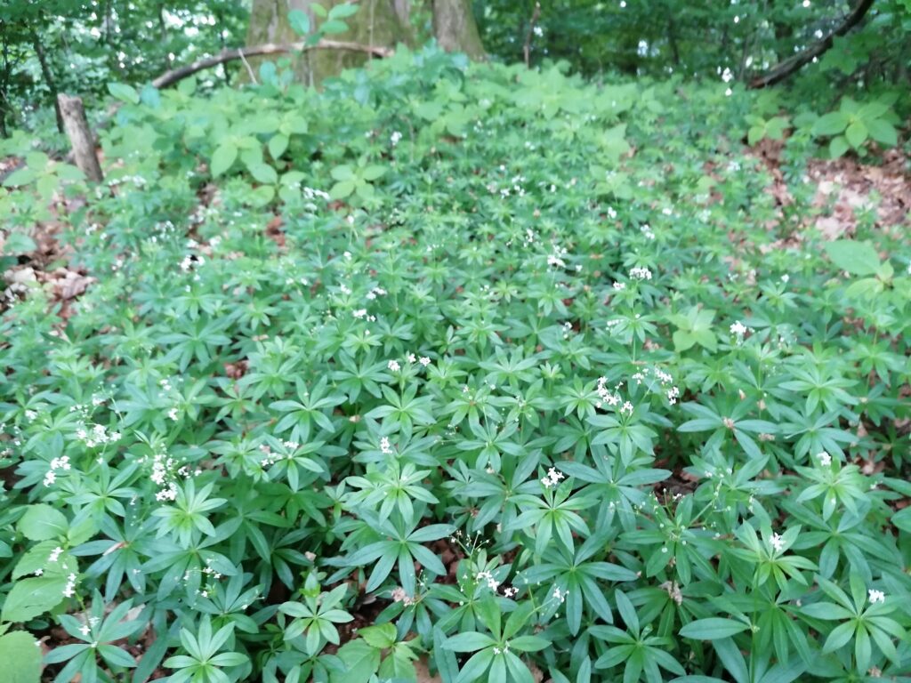 Waldmeister