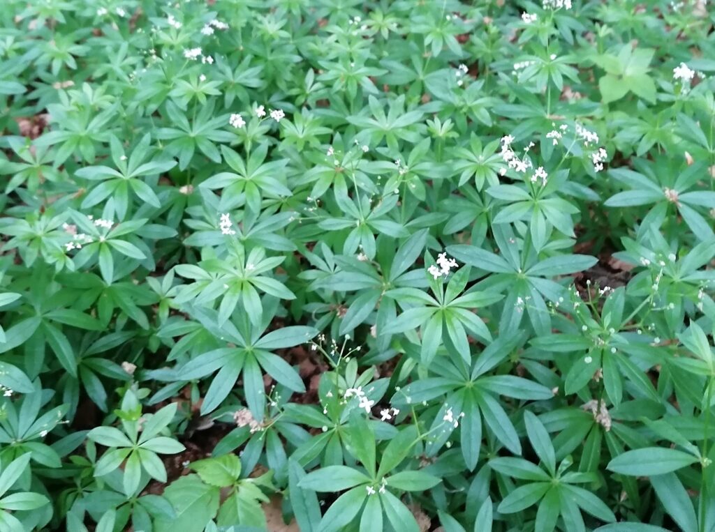waldmeister