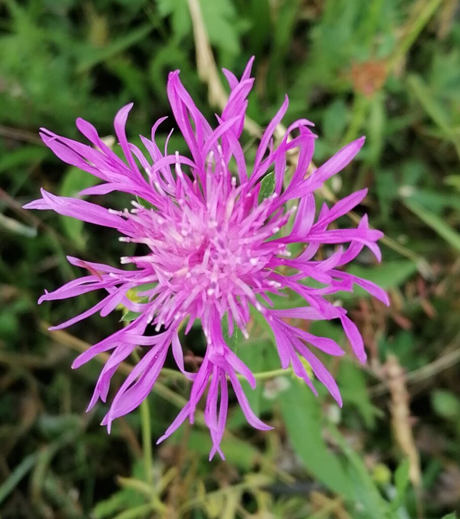 Flockeblume