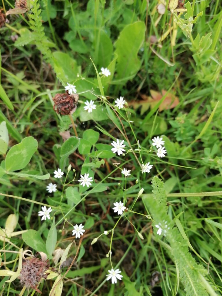Gras-Sternmiere