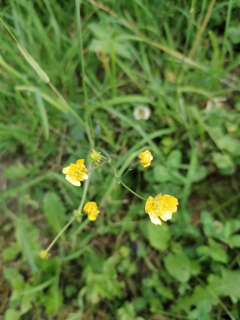 Butterblumen