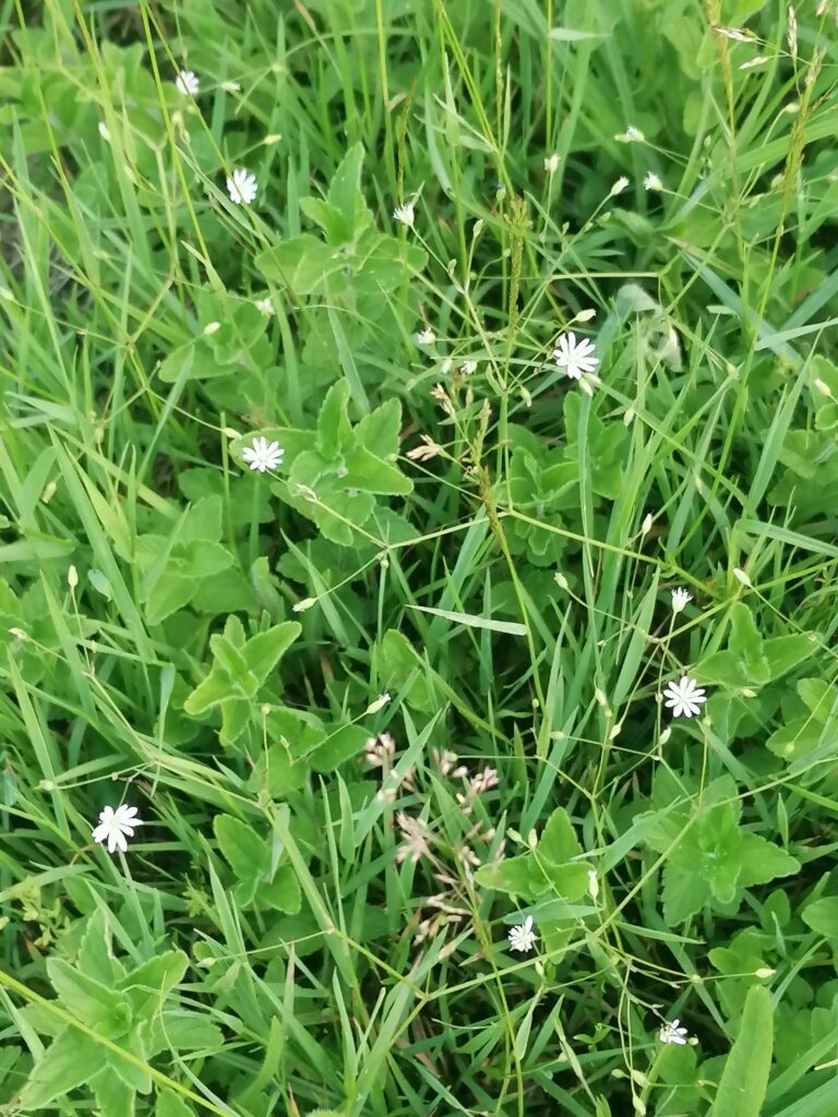 Gras-Stern Miere