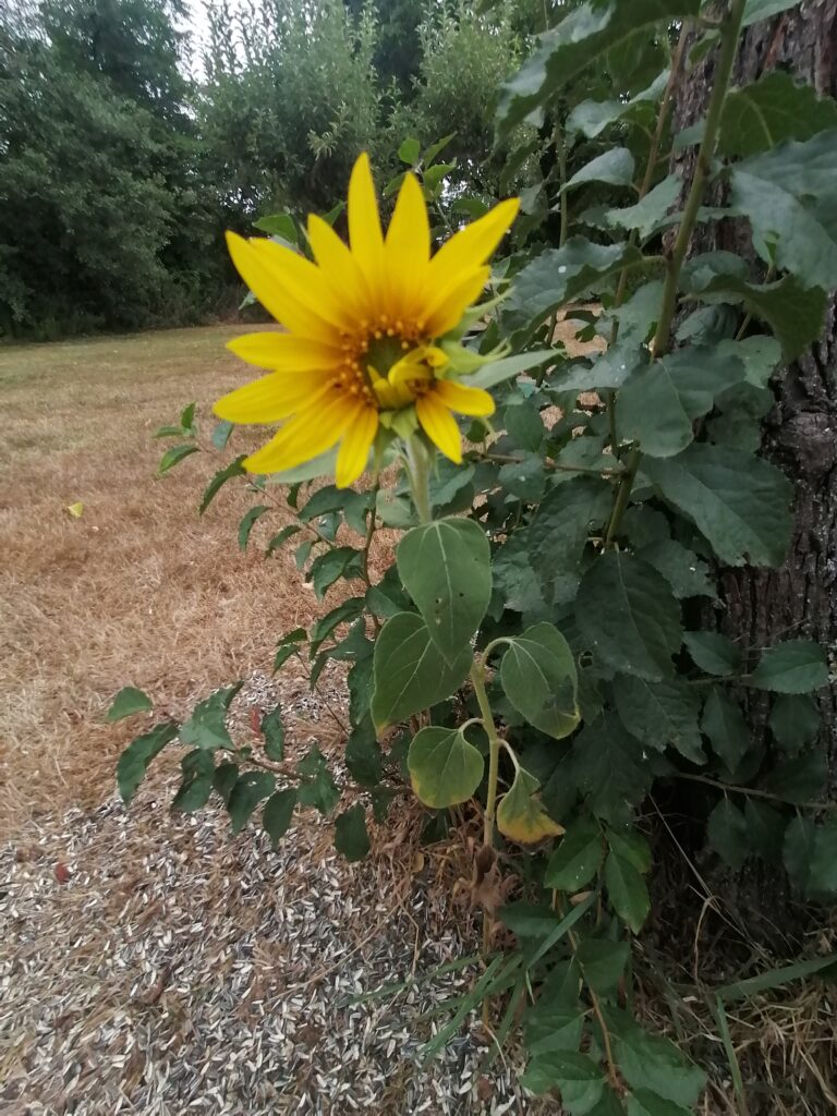 Sonnenblume