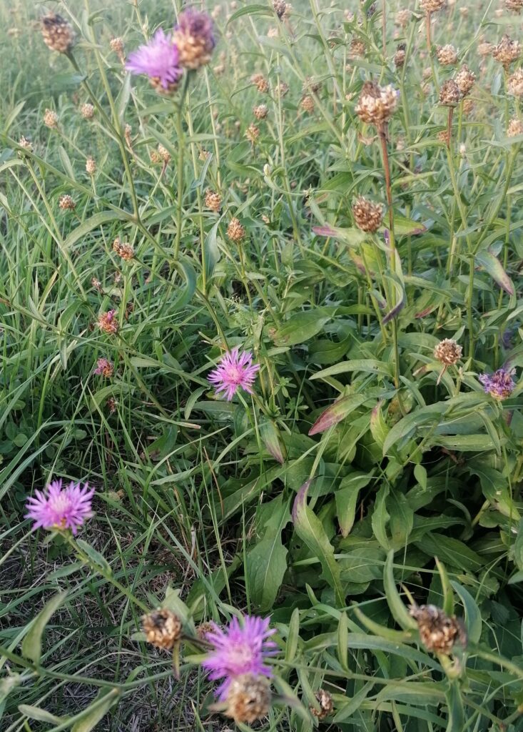 FlockenBlumen