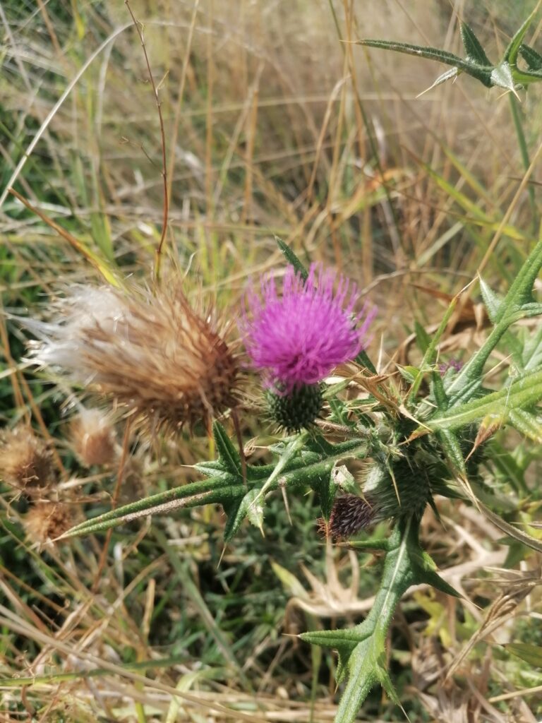 Flockenblume