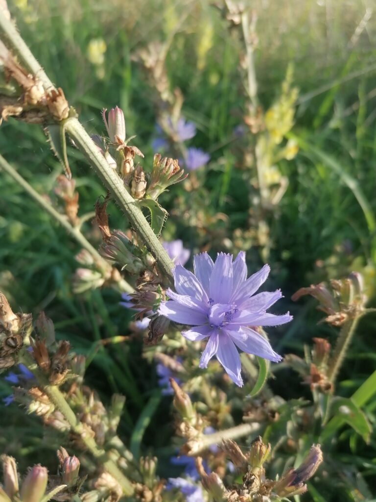 Wegwarte