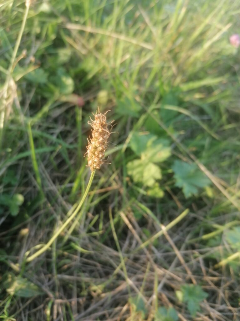 Spitzwegerich