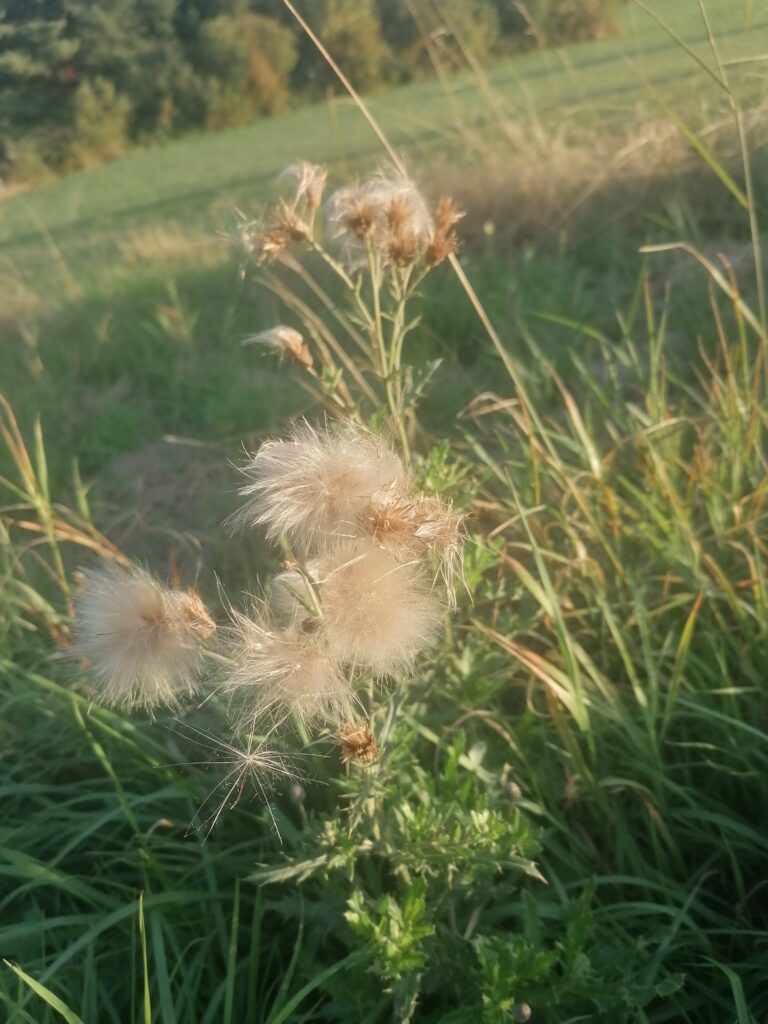 Kratzdisteln Samenpuschel