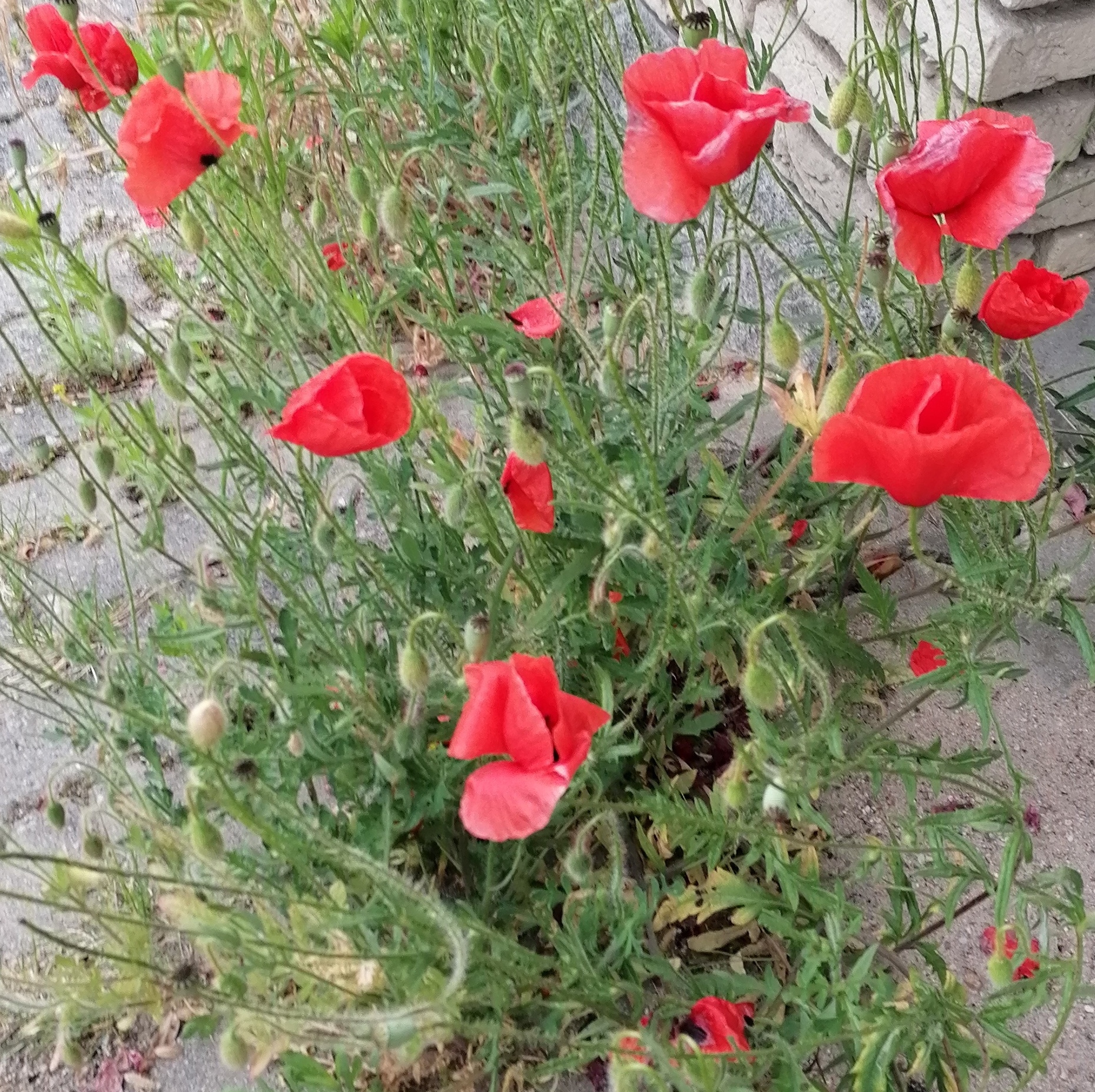 Klatschmohn