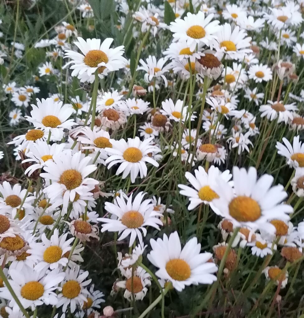 Margeriten