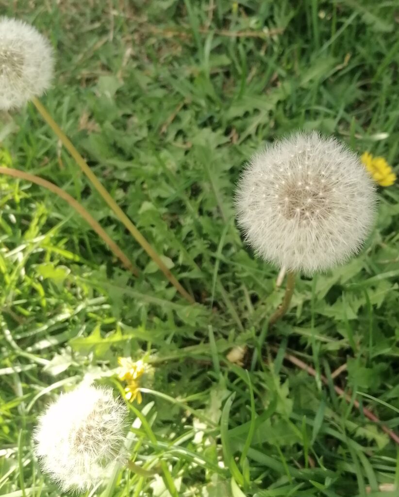 Löwenzahn Pusteblumen