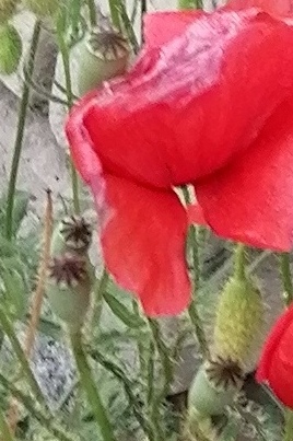 Mohn Samen