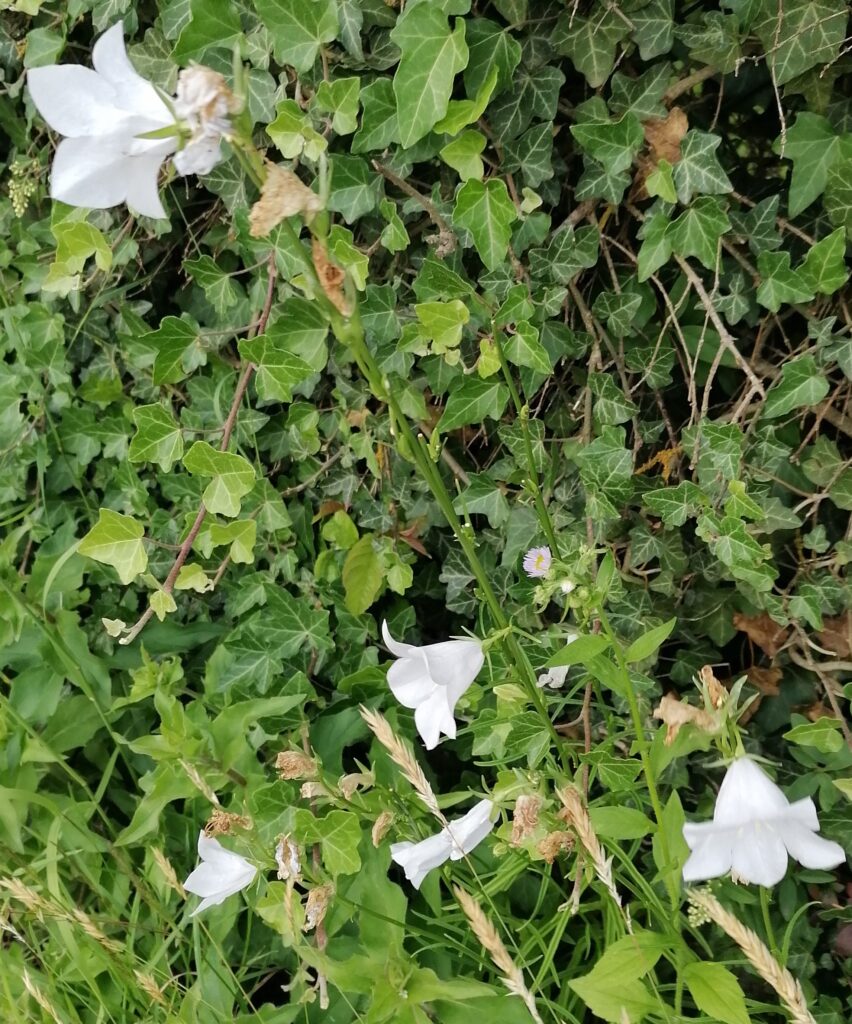 Glockenblumen weiß