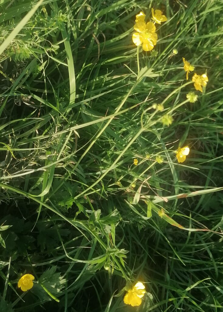 Butterblumen