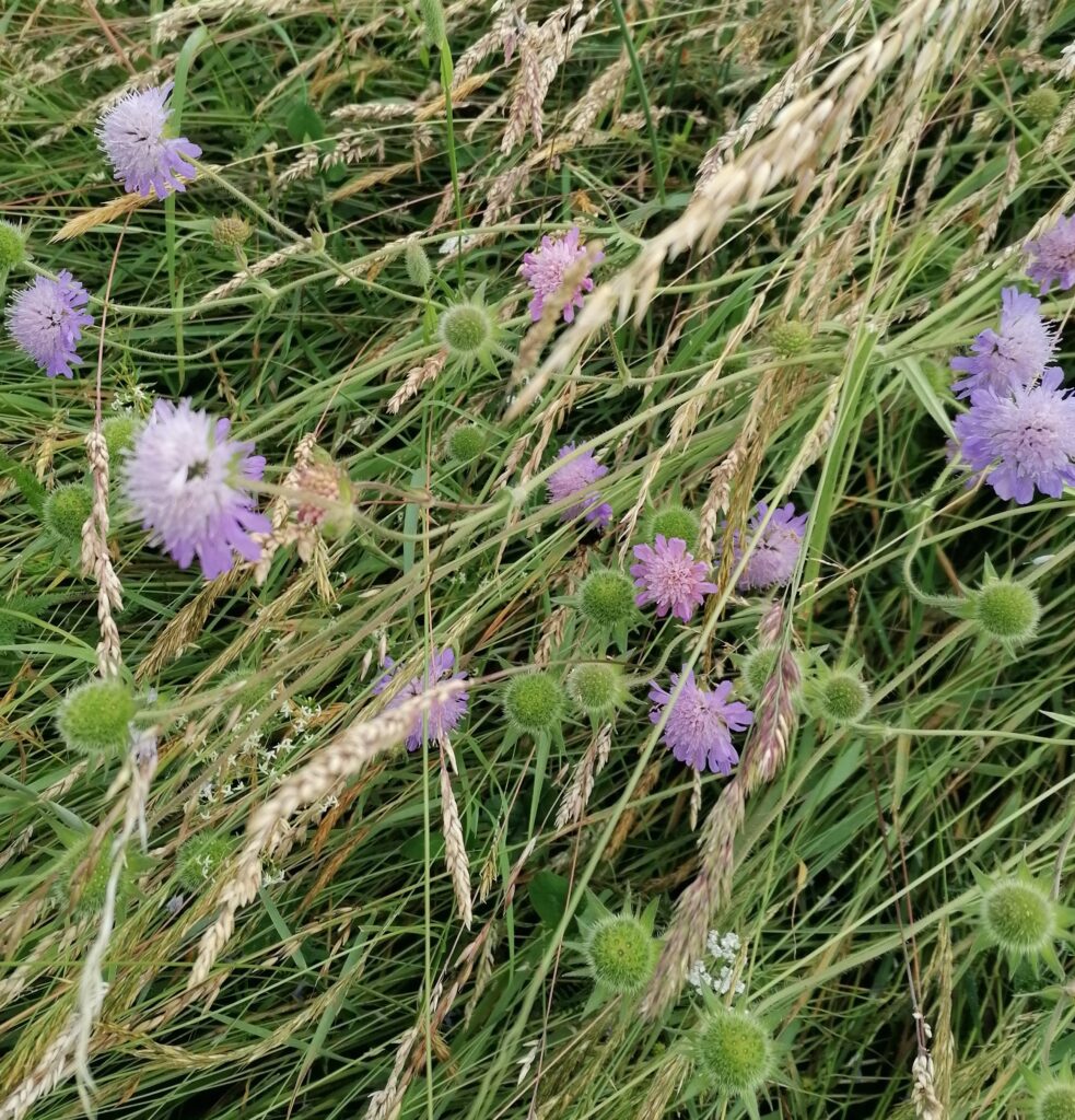 Acker Witwenblumen