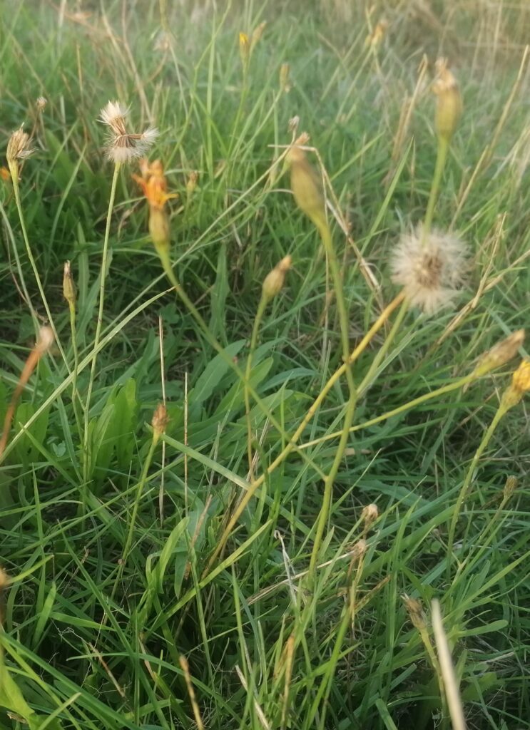 Pusteblumen in der Wiese