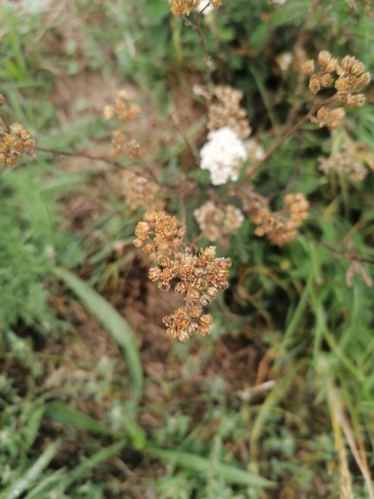 Schafgarbe Samen