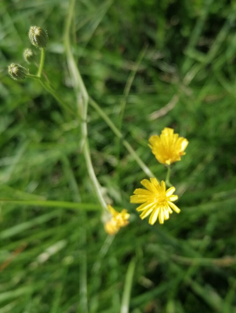 Pippau Blüte