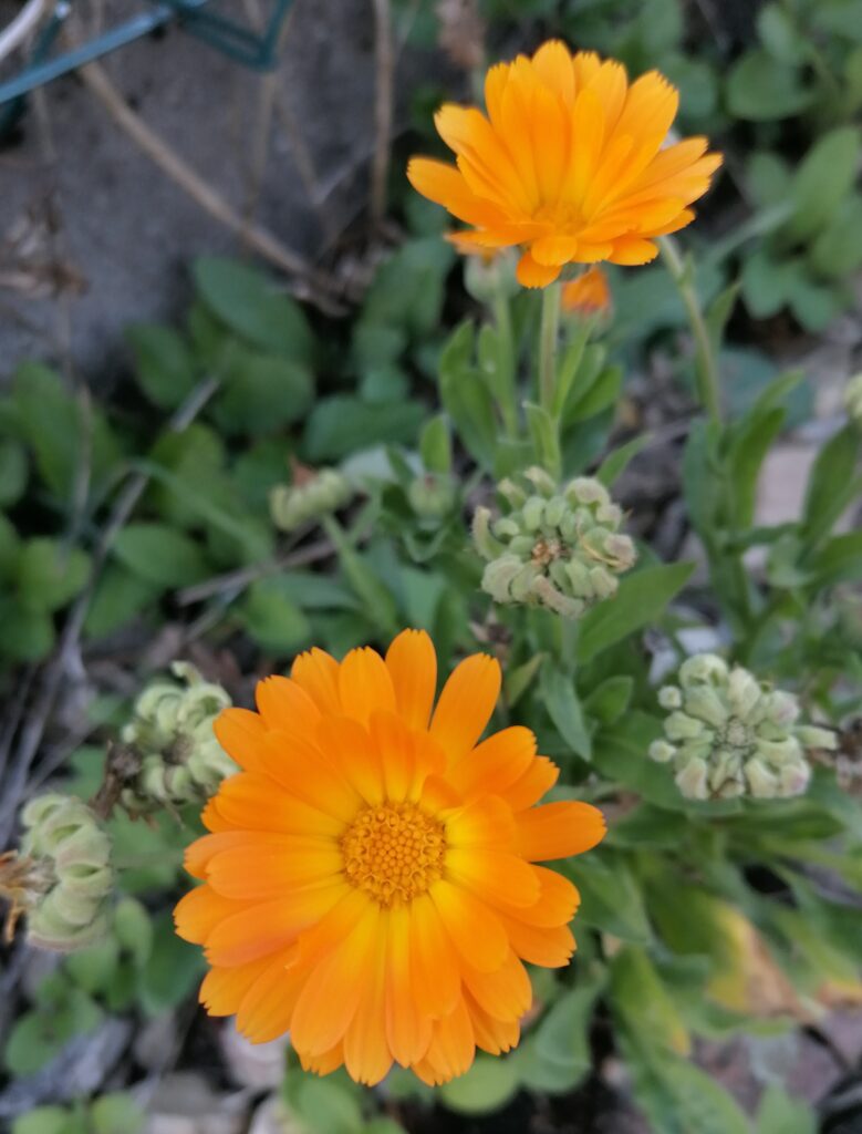 Ringelblumen