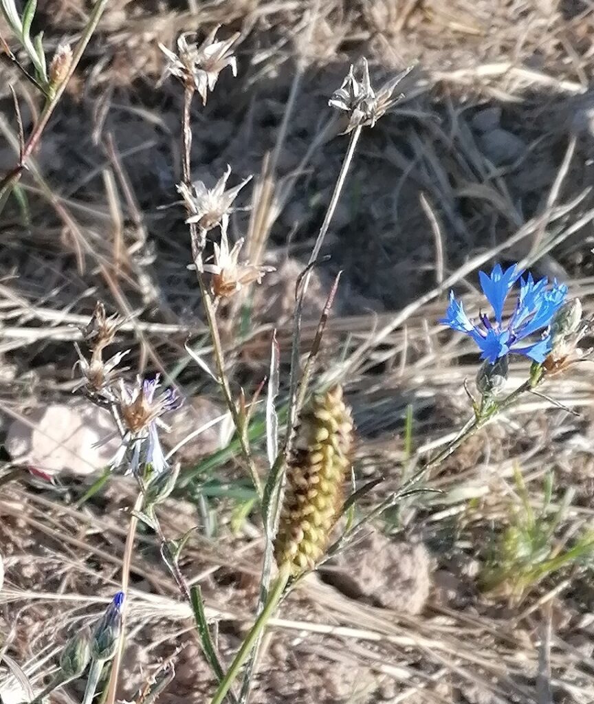 Kornblumen Samen