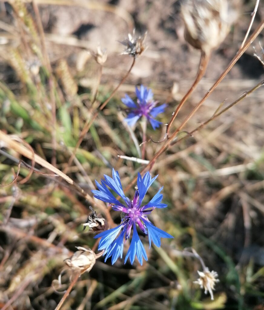 Konrblume