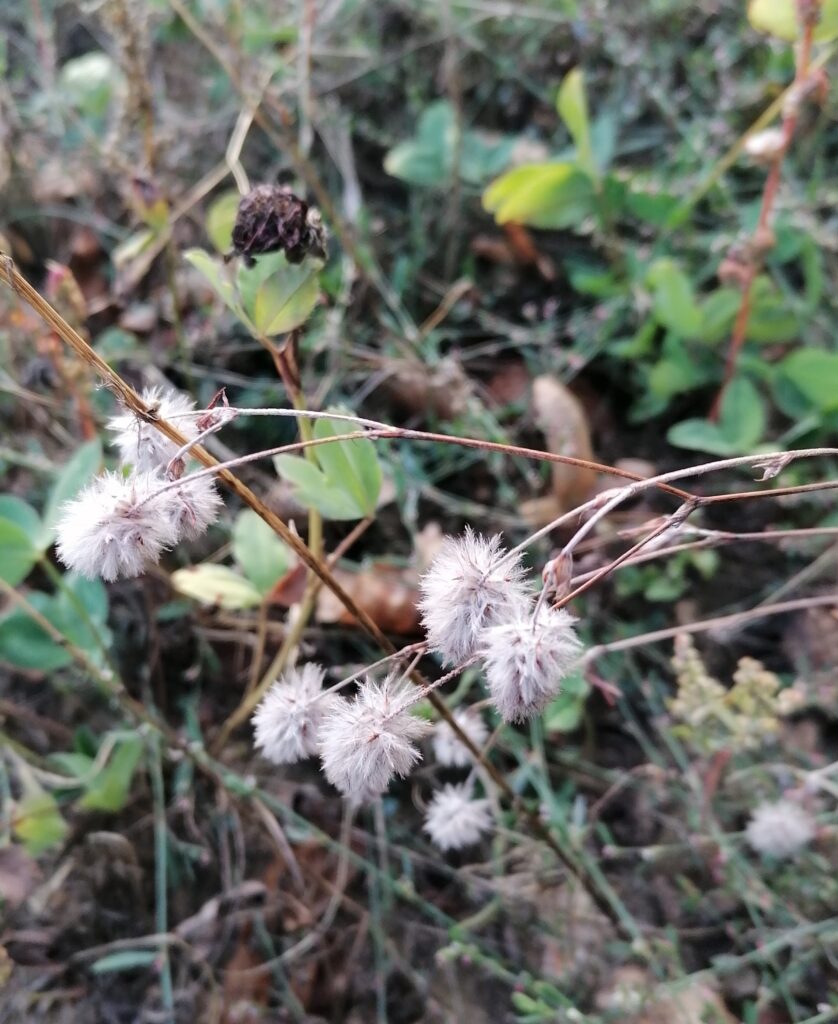 Hasenklee Samen