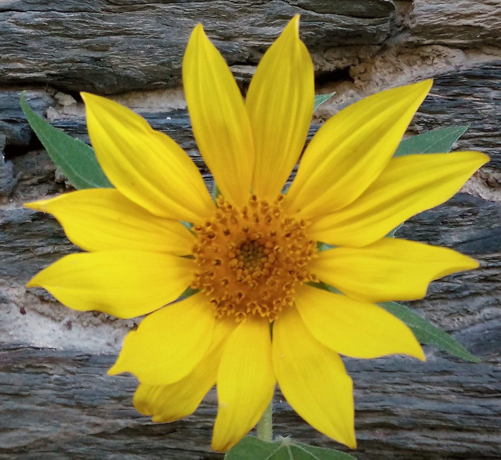 WildBlumen-Wiese