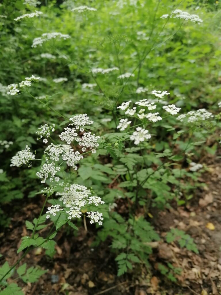 Wiesen-Kerbel (