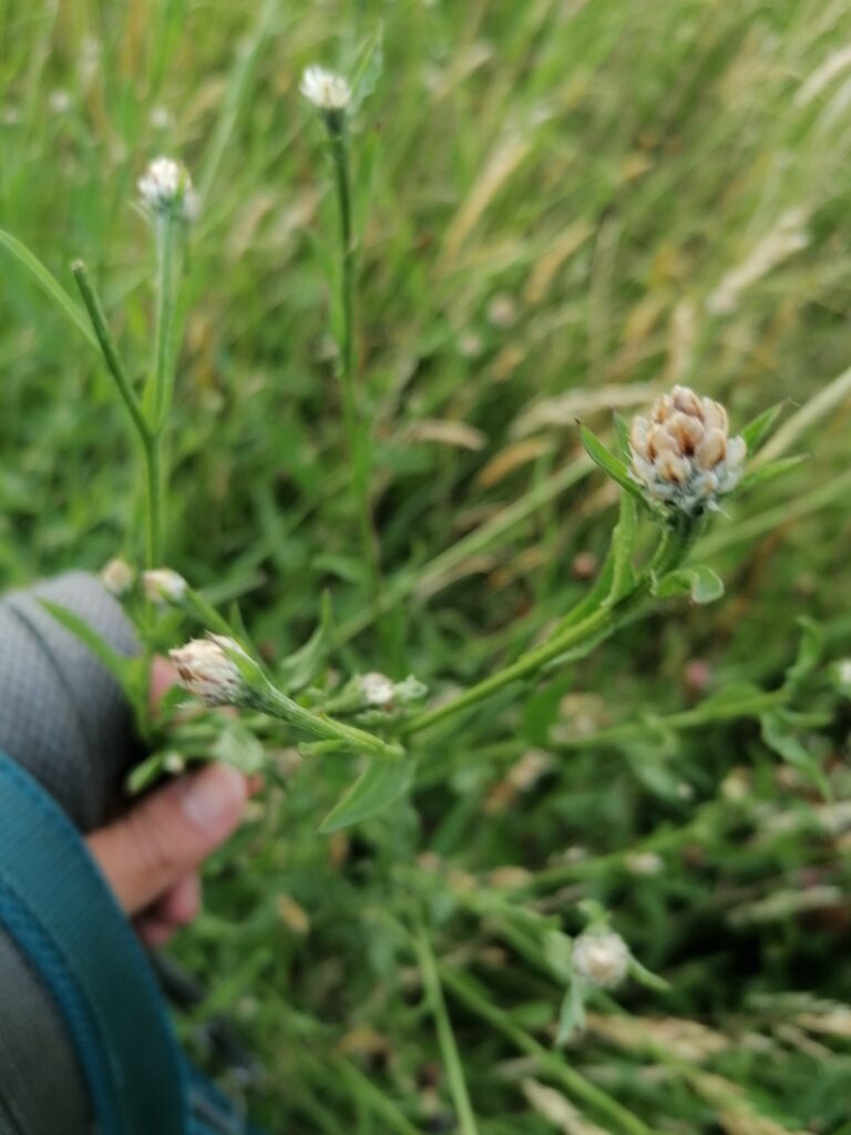 Knospen der Wiesen-Flockenblume