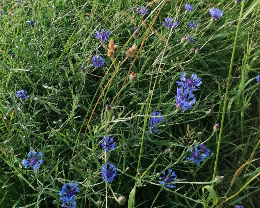 kornblumen