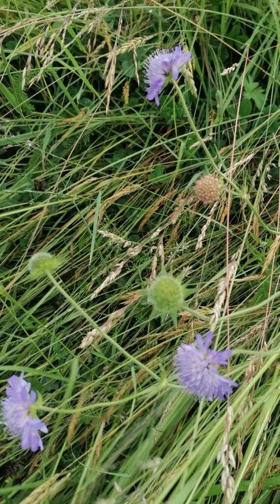 Witwenblume