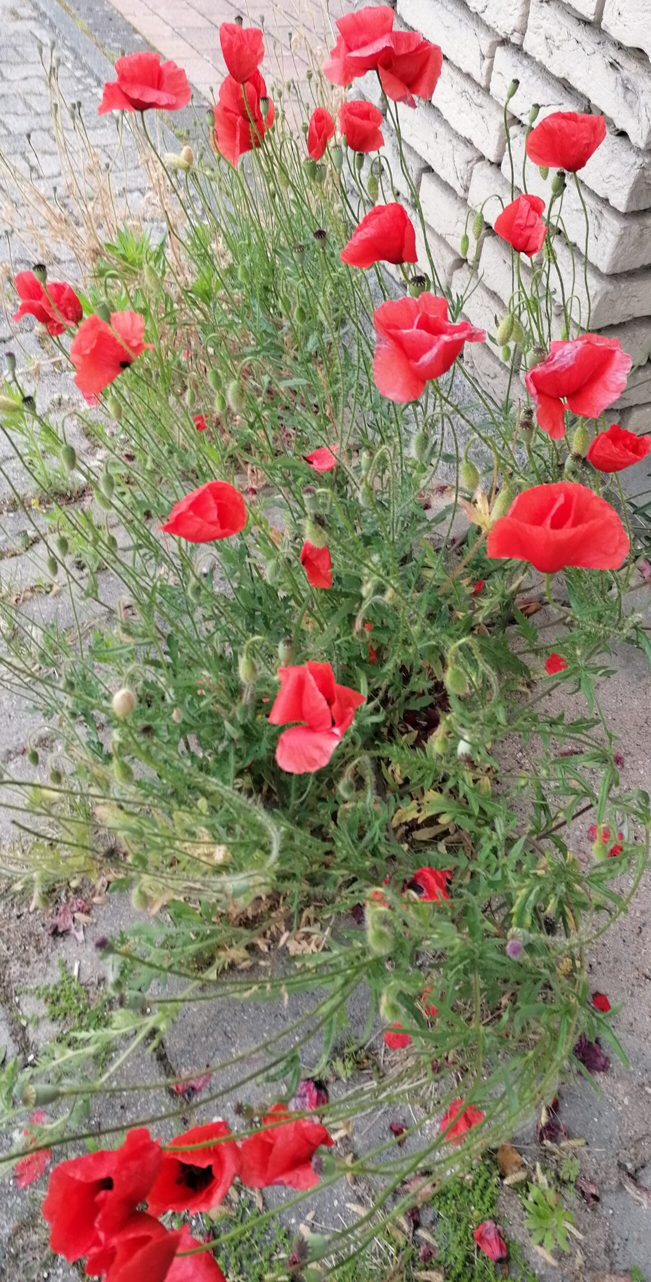 Klatschmohn