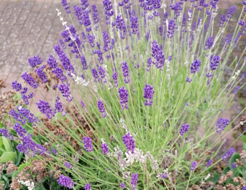 Lavendel