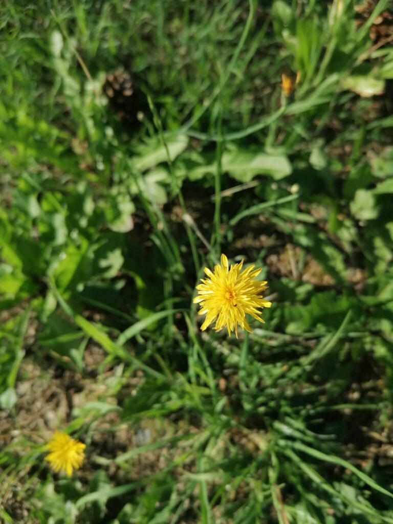 pippau