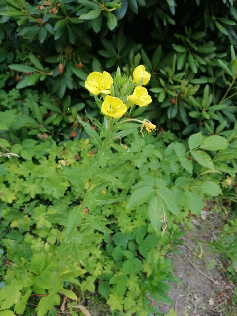 nachtkerze
