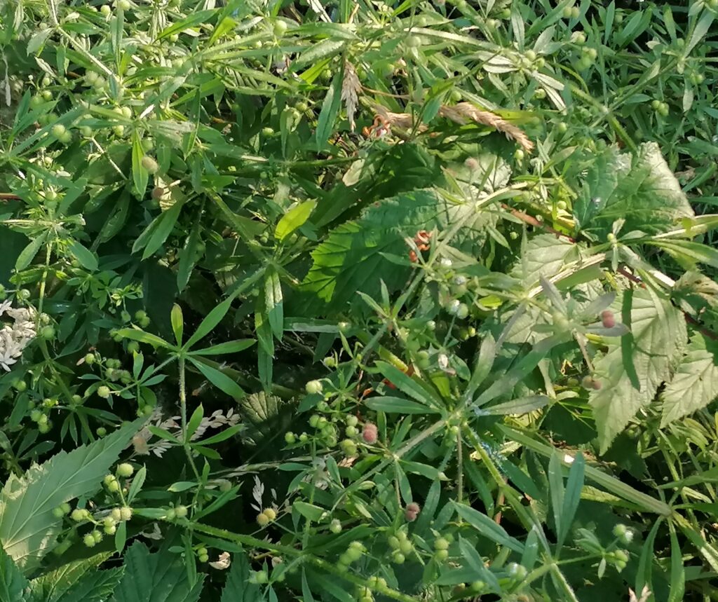 klett labkraut