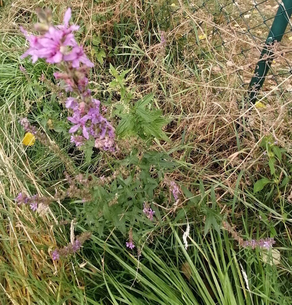 Gewöhnlichen Blutweiderich