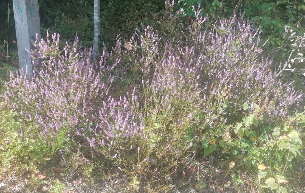 Besenheide