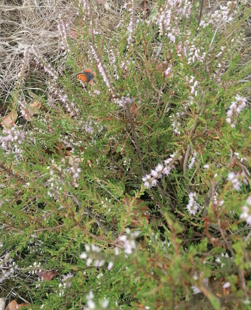 Besenheide