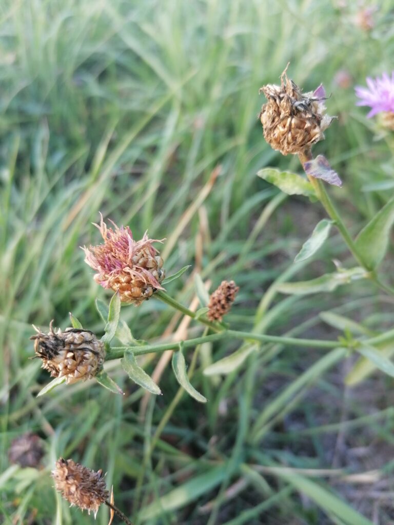 flockenblume