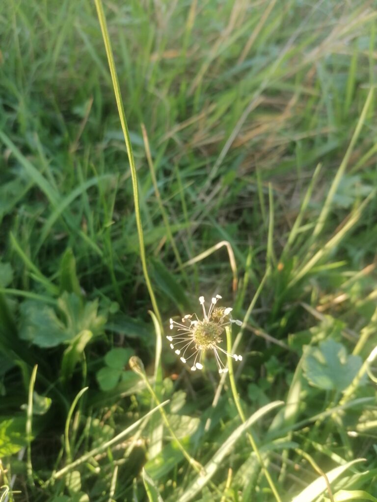 spitzwegrich