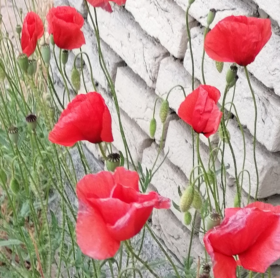 Mohn
