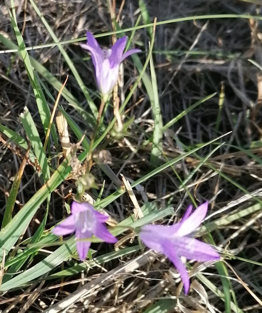 Wiesen Glockenblume