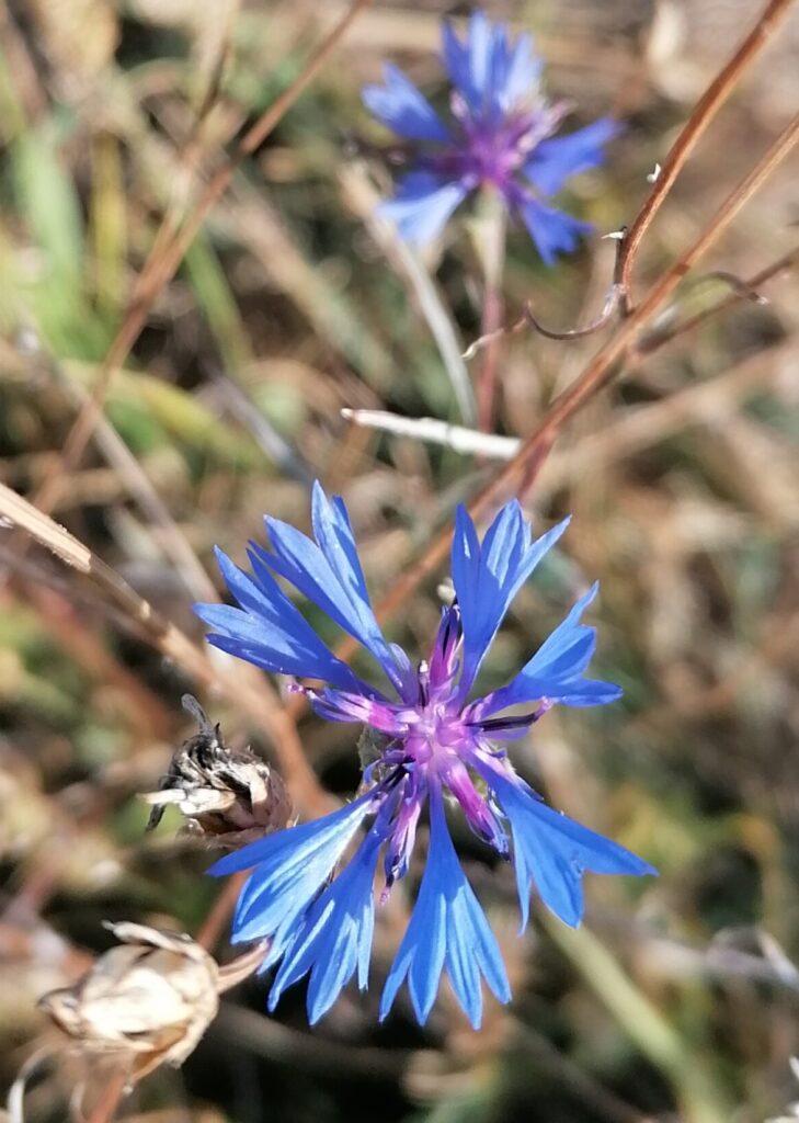 Kornblume