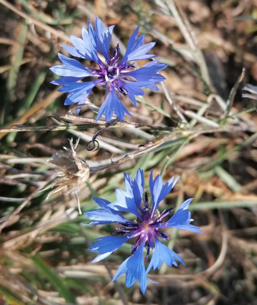 Kornblumen