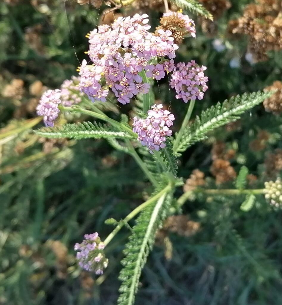rosa Schafgarbe