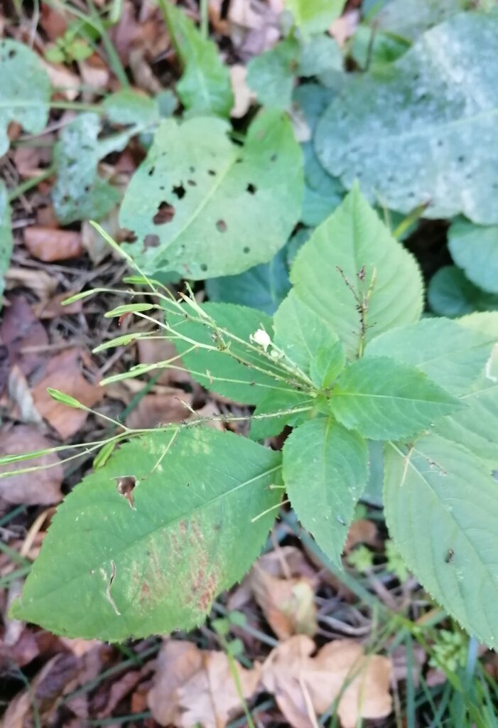 kleines Springkraut