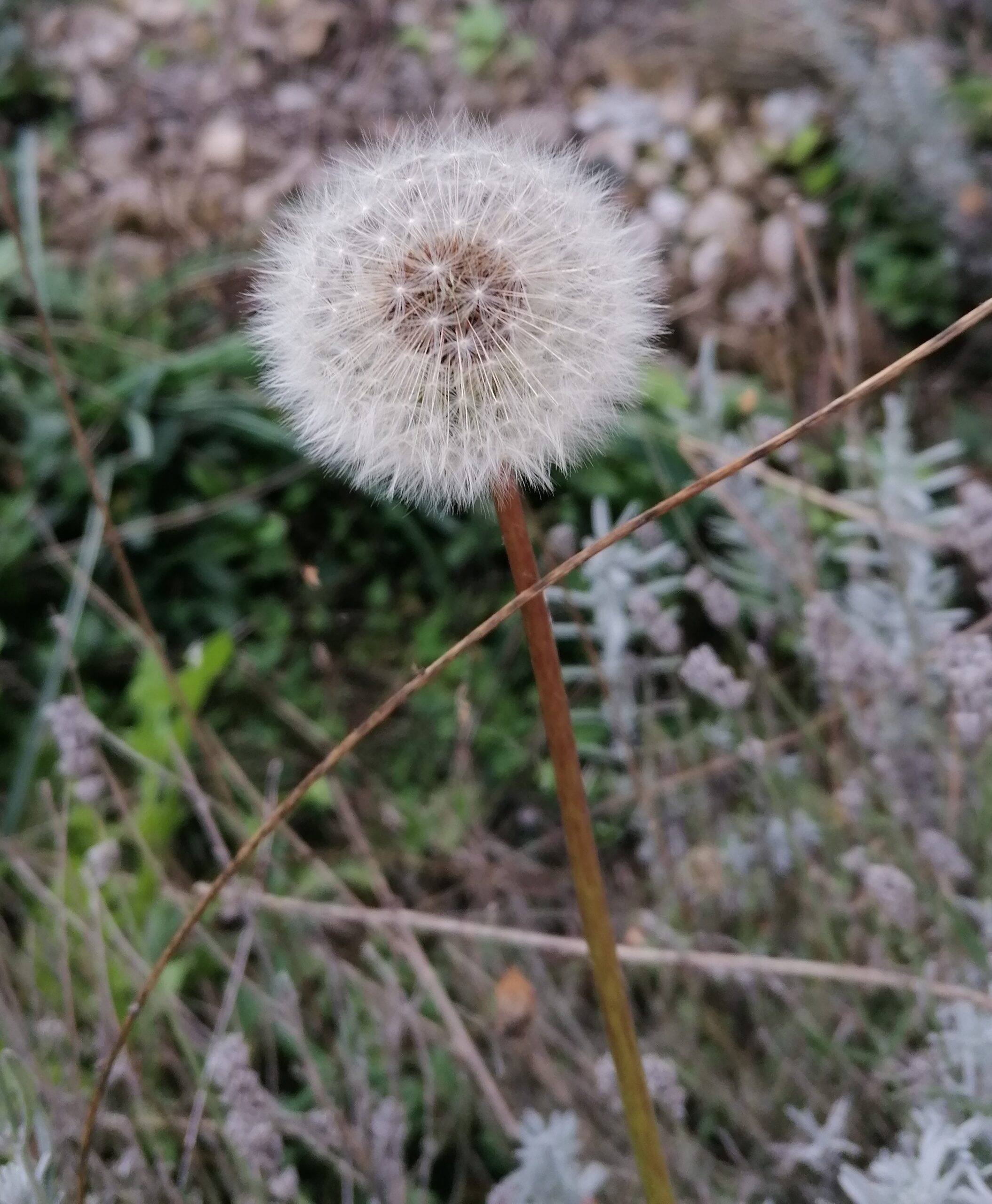Pusteblume BocksBart