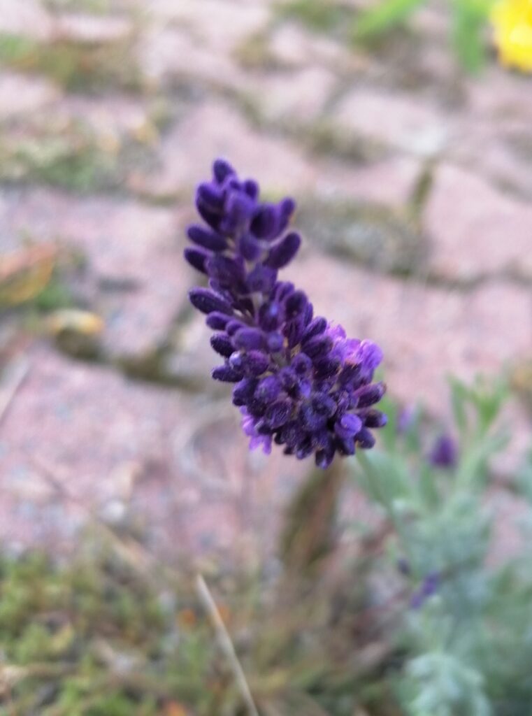 Lavendel